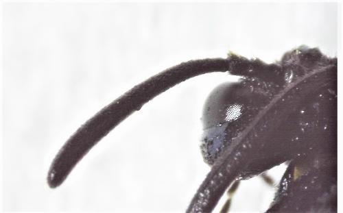 Réf. 253 975 : Arge cyanocrocea